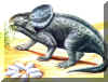protoceratops.jpg (55843 bytes)